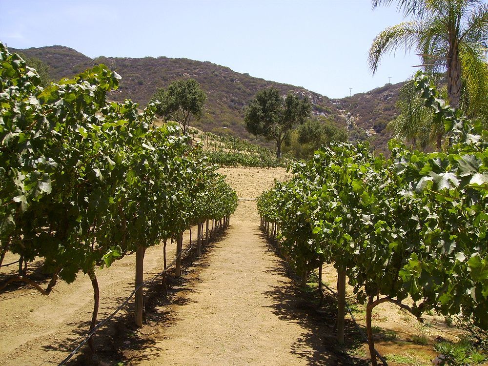 Vineyard Hacienda Hotel Spring Valley  Luaran gambar